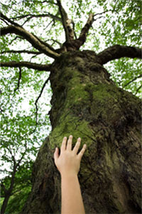 Environmental Policy